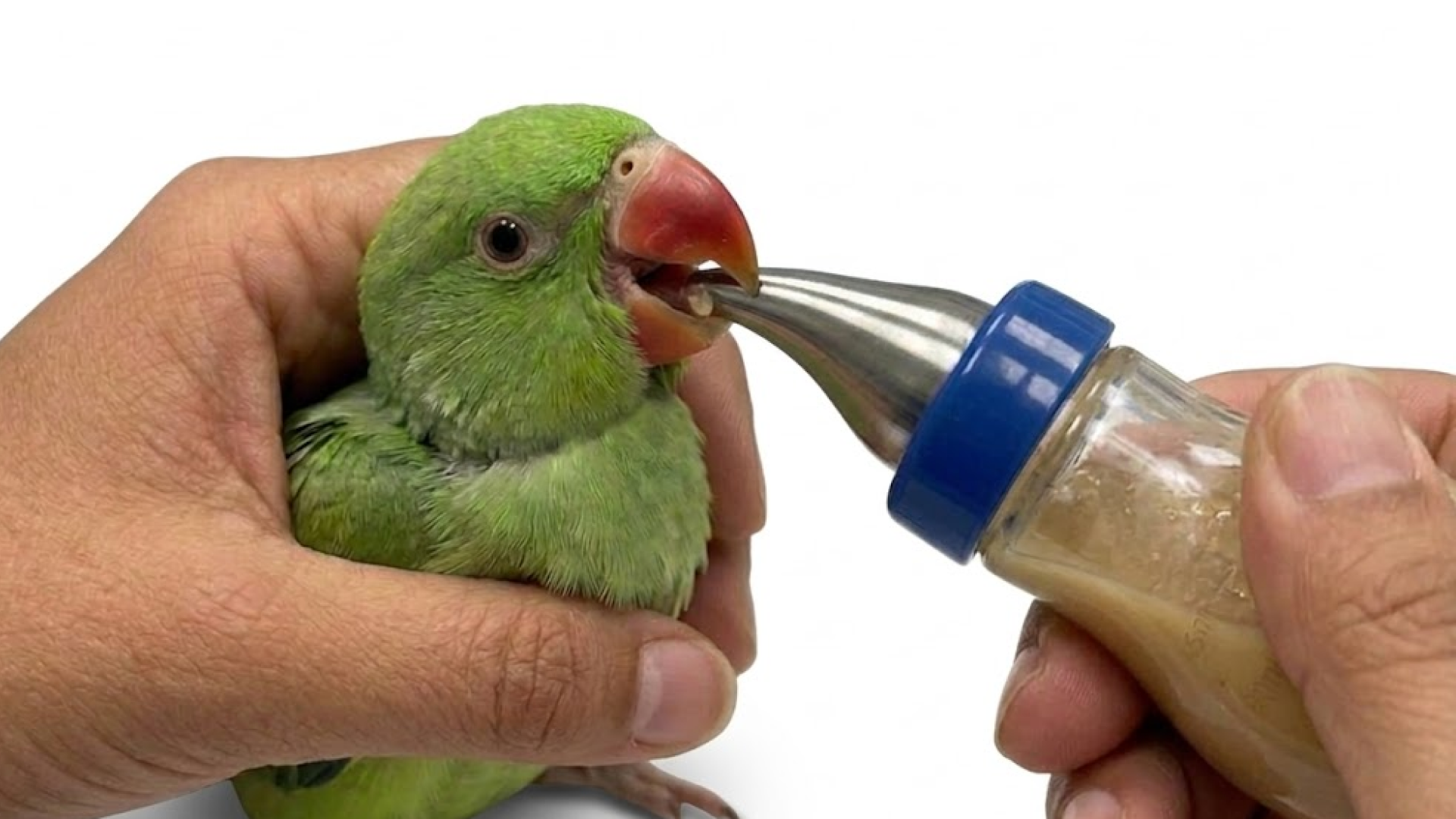 Tiny Tummies — Final user interaction